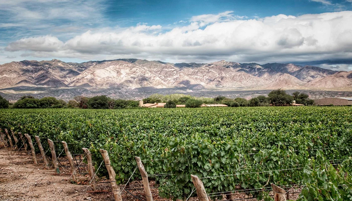 vinos de la Bodega Colomé