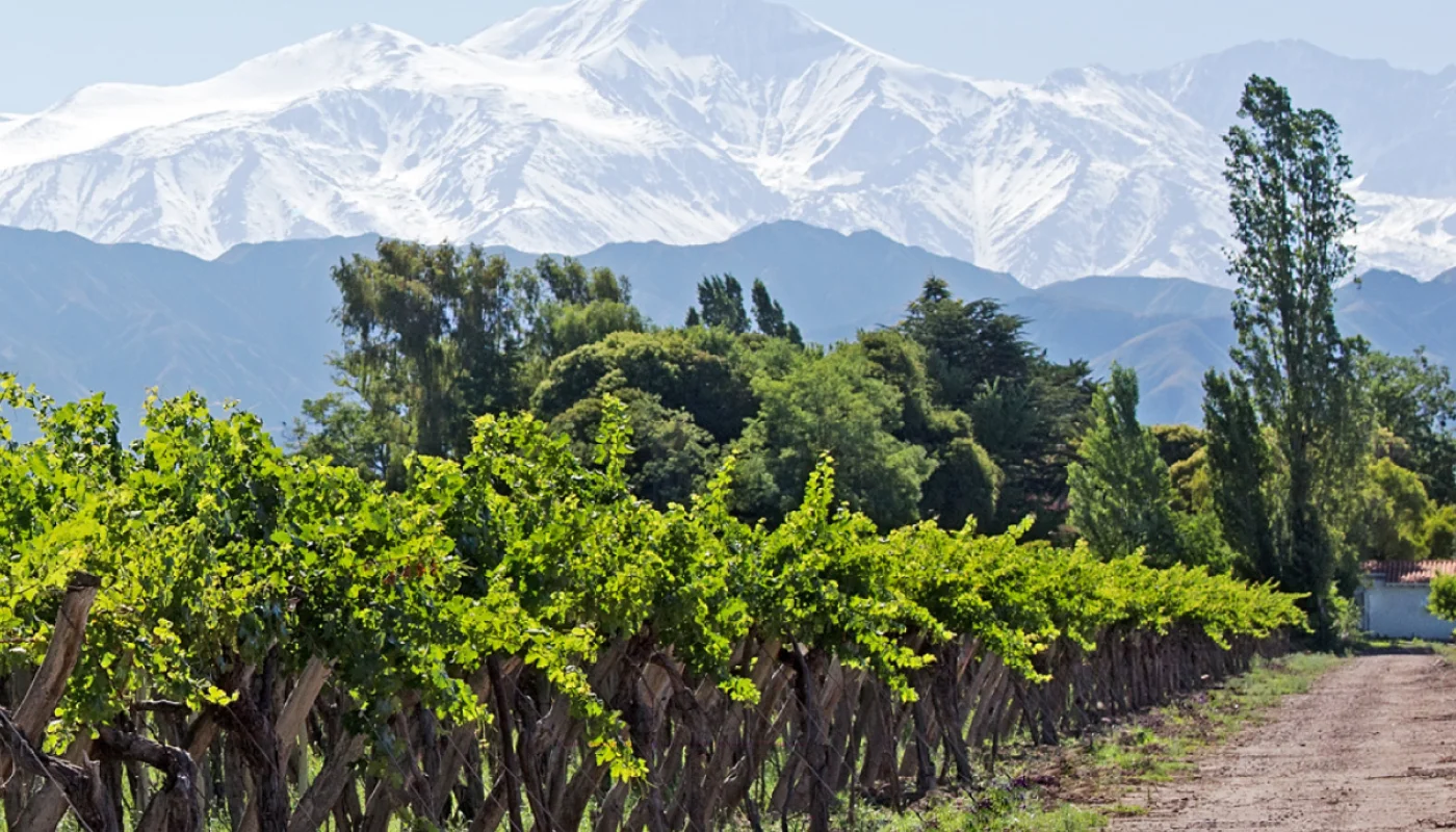 vinos de la Bodega Salvador Patti