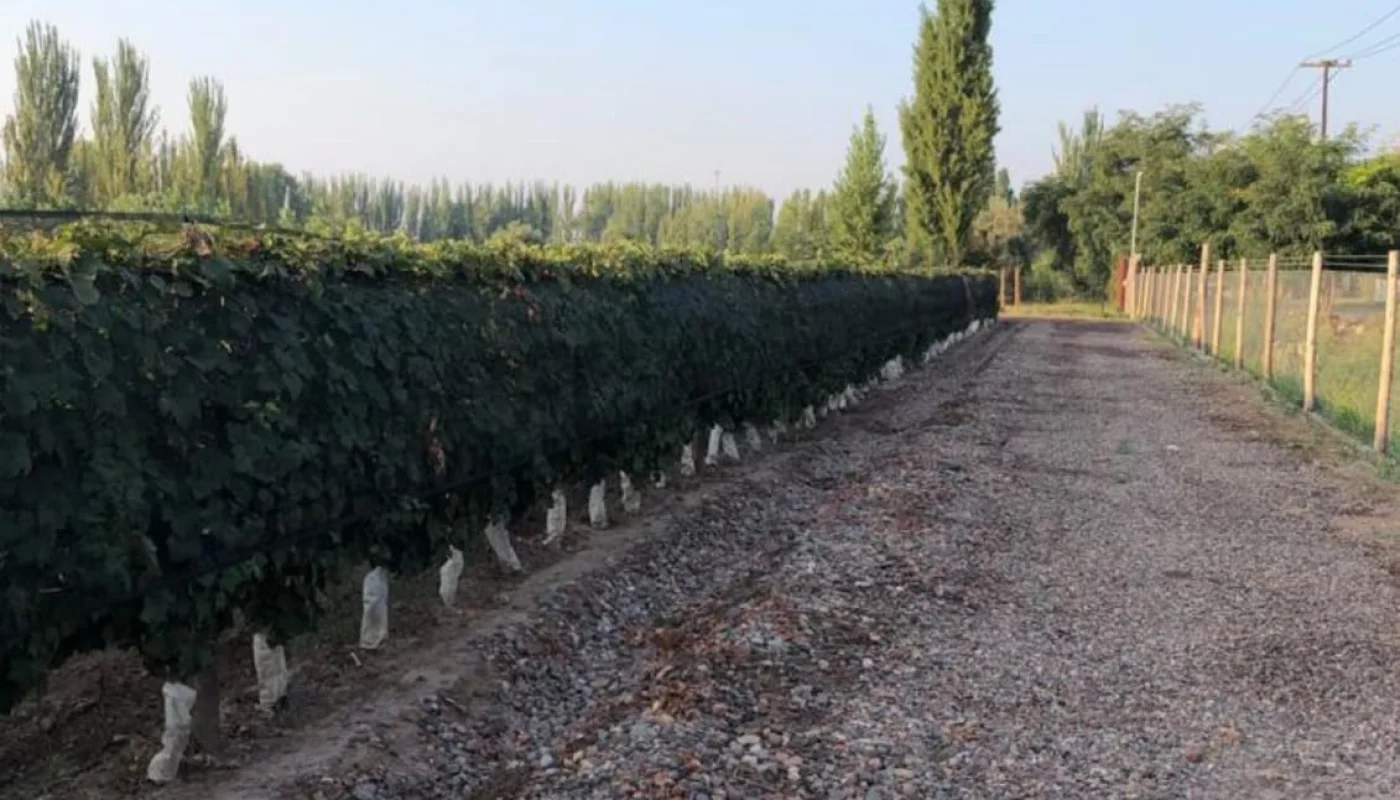 vinos de la Bodega Puente Solanilla