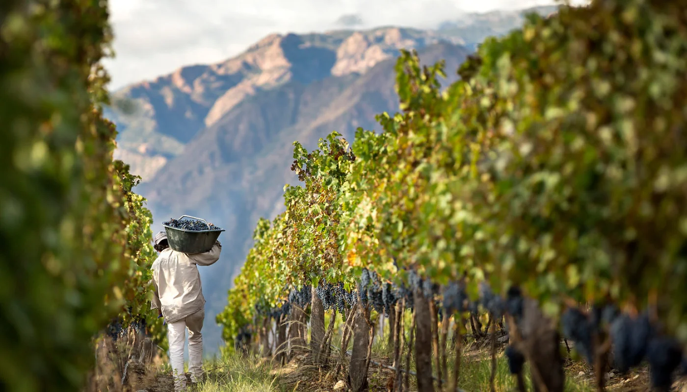 Vinos de Bodega Piattelli Vineyards
