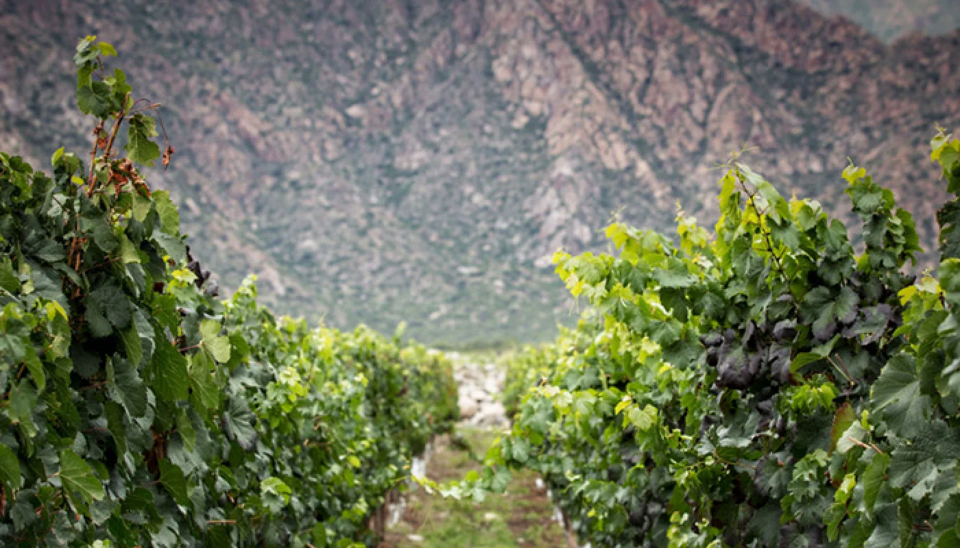 vinos de la Bodega Amalaya